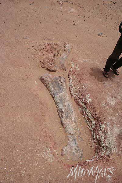 Mud Maps Africa Agadez dinosaur bones 3373